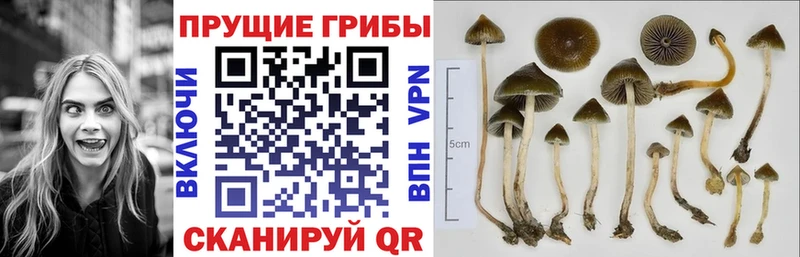 Псилоцибиновые грибы GOLDEN TEACHER  Белинский 